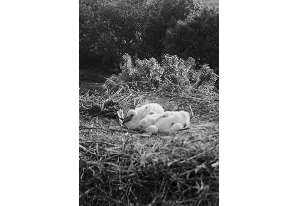 Microsoft Word - Luka Merlet .docx