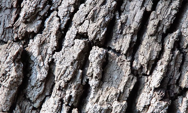 Hamaca-web Hamaca-web