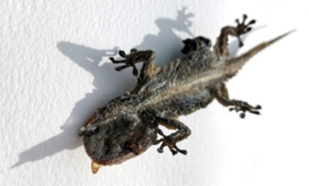 La possibilitat de no haver sigut