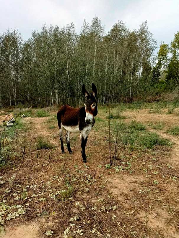 Andreu-Subirats-reduit Andreu-Subirats-reduit